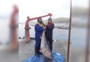 Veličanstven ulov u Neumu: Ulovljena tuna teška 85 kg