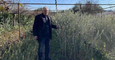 Na jugu Hercegovine sve više onih koji žele podizati plantaže kivija